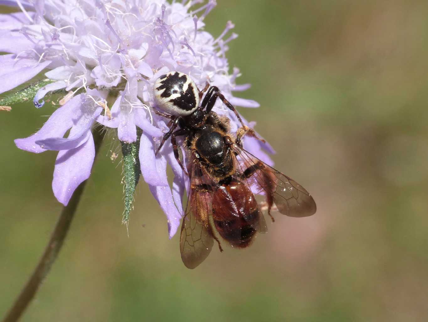 Prodezze di Synema globosum - Ostia (RM)